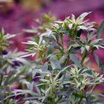 Persiljan blommar och jag gör jord