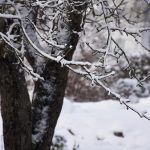 snö på äppelträd