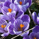 krokusar nu vänder det