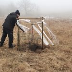 Kristian plantera äppleträd och rosor