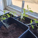 sådd av kål och persilja