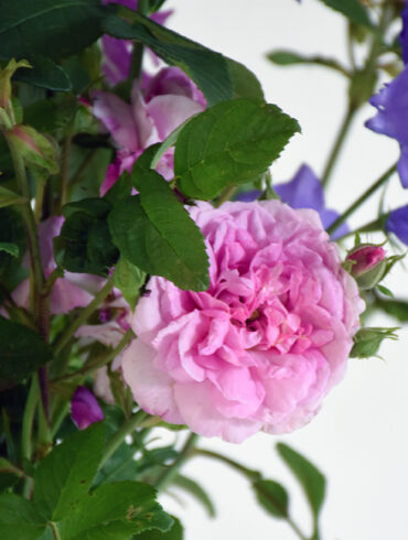 bukett med rosen ispahan