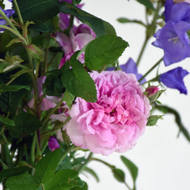 bukett med rosen ispahan