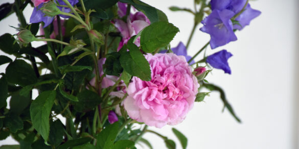 bukett med rosen ispahan