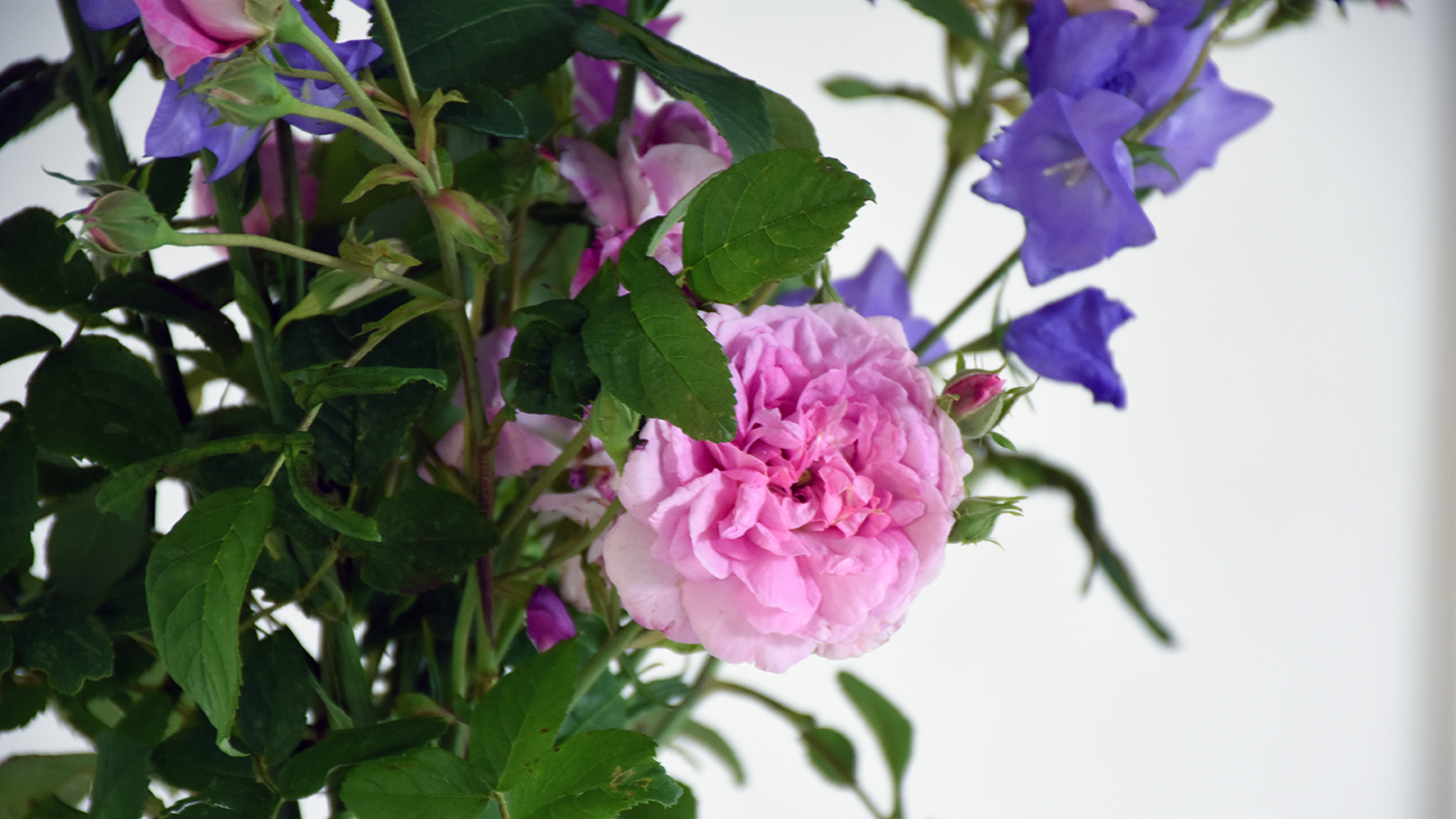 bukett med rosen ispahan